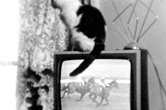 Cat on TV