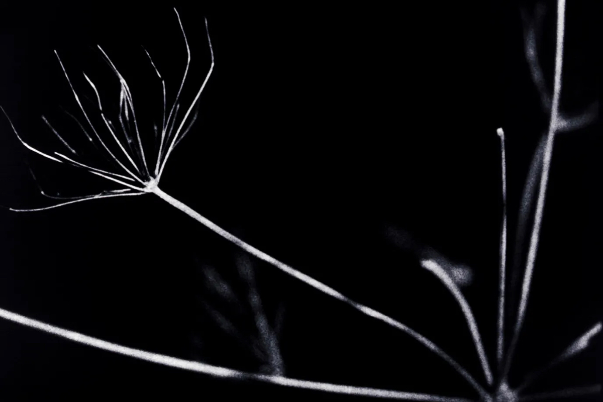 dark-garden-nick-collins.jpg