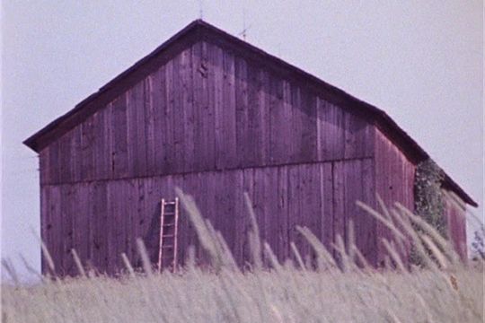 Barn Rushes