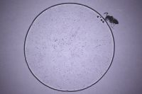 2 July 2025: Relentless Melt No. 38: New Experimental Animation from Hong Kong
