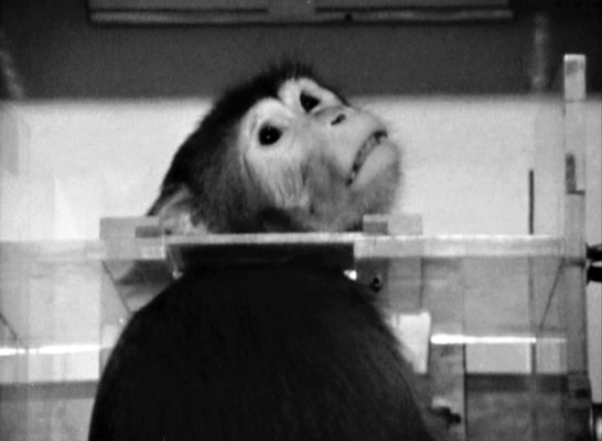 VERTIGO | The Animals Film: Telling it Like it Is